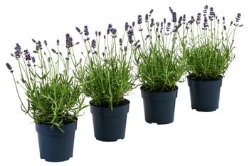 Dehners Bienen-Lavendel, 4er-Set