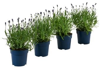Schmetterlings-Lavendel 'Royal Blue', 4er-Set