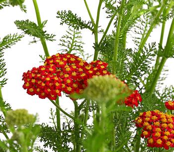 Bio Rote Schafgarbe 'Cerise Queen'