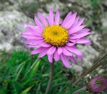 Bio Alpen-Aster 'Happy End'