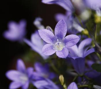 Bio Polster-Glockenblume