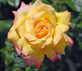 Edelrose 'Gloria Dei®'
