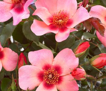 Persische Rosen, verschiedene Farben von Dehner, Rosa / Pink Apricot Orange Lila Gelb
