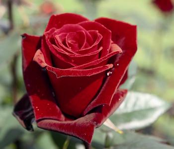 Edelrose 'Barkarole®'