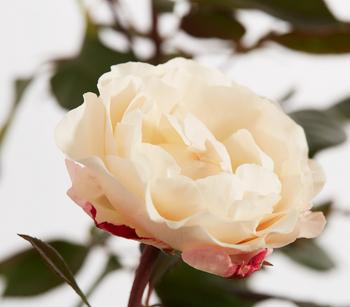 Edelrose 'Nostalgie ' von Dehner, Creme, Rot
