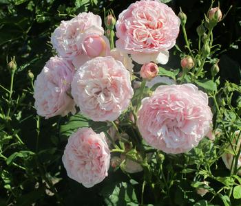 Kletterrose 'Divina' von Dehner, Rosa