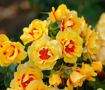 Bodendeckerrose 'Orienta Aylin'