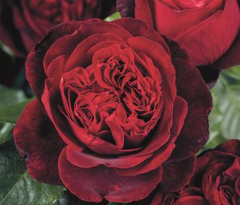 Nostalgie®-Edelrose 'Admiral®'