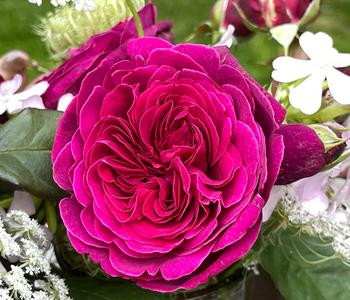 Nostalgie-Edelrose 'Deep Secret'