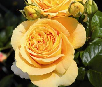 Edelrose 'Candlelight®'