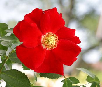 Bodendeckerrose 'Cityflor®', verschiedene Farben