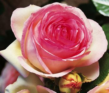 Kletterrose 'Eden Rose®'