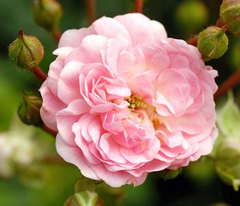 Bodendeckerrose 'The Fairy®', rosa