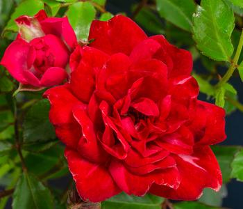 Bodendeckerrose 'Fairy King®', rot