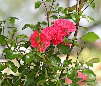 Bodendeckerrose 'Lovely Fairy®'