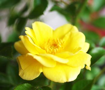 2 x Bodendeckerrose 'Yellow Fairy ' von Dehner, Gelb - Mindestbestellmenge: 2 Stk.
