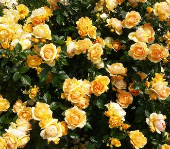 Beetrose 'Hansestadt Rostock®'