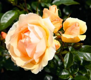 Beetrose 'Hansestadt Rostock®'