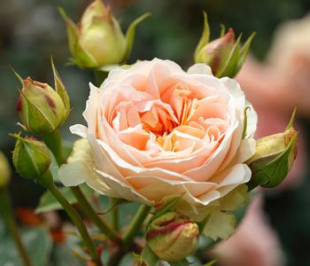 Strauchrose 'Matthias Claudius®'