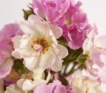 Ramblerrosen, verschiedene Sorten von Dehner, Zartrosa / Rosa Weiß