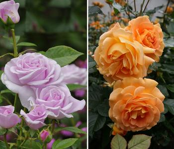 Rosen-Set Dufterlebnis, orange/lavendel, 2-teilig