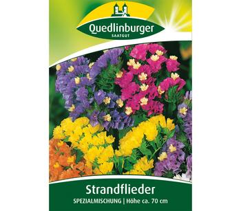 Quedlinburger Samen Strandflieder 'Spezialmischung'