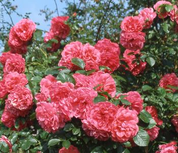 Kletterrosen, verschiedene Sorten von Dehner, Weiß, Dunkelrot, Rot, Pink, Rosa, Gelb, Orange