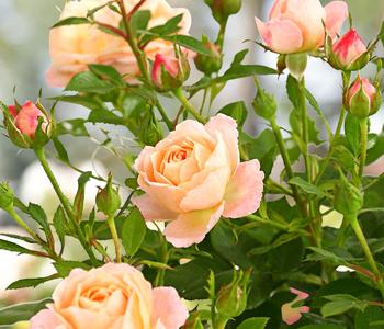 Beetrose 'Flower Rain ', verschiedene Farben von Dehner, Gelb / Apricot Pink Rot