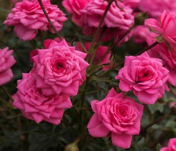 Zwergrose 'Sugar Baby ' von Dehner, Rosa
