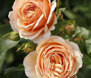 Edelrose 'Tropicana®'