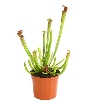 Schlauchpflanze - Sarracenia