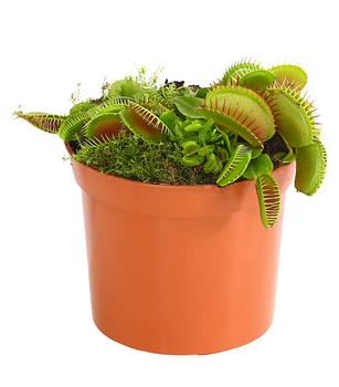 Venusfliegenfalle - Dionea muscipula