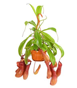 Kannenpflanze - Nepenthes alata, Ampel