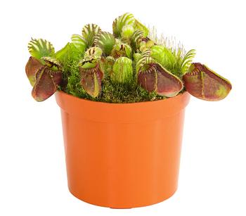 Zwergkrug - Cephalotus follicularis