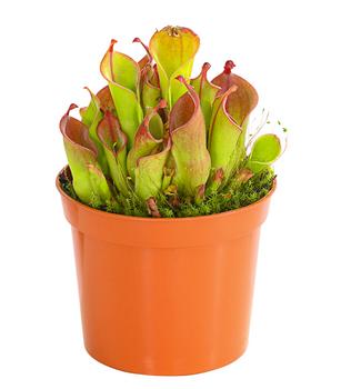 Sumpfkrug - Heliamphora