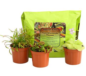 Fleischfressende Pflanzen - Karnivoren Starter-Set
