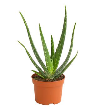 Echte Aloe - Aloe vera