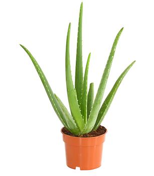 Echte Aloe - Aloe vera