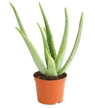 Echte Aloe - Aloe vera