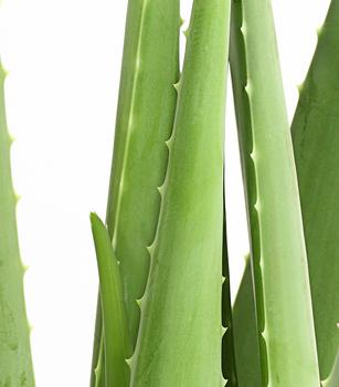 aloe vera wirkung gesicht Aloe Vera Gel – 100% Feuchtigkeit [Kühlend & Pur] main image 1