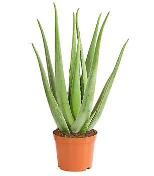 aloe vera rasierschaum Rasierseife Aloe Vera - Beruhigend & Pflegend