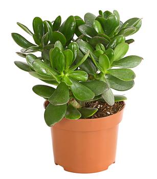 Geldbaum - Crassula ovata