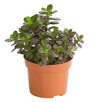 Dickblatt - Crassula ovata minor