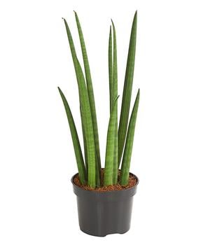 Bogenhanf - Sansevieria cylindrica 'Spaghetti'