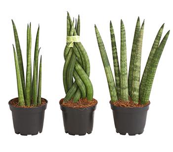 Bogenhanf-Set - Sansevieria cylindrica, 3-teilig