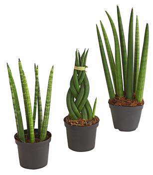 Bogenhanf-Set - Sansevieria cylindrica, 3-teilig