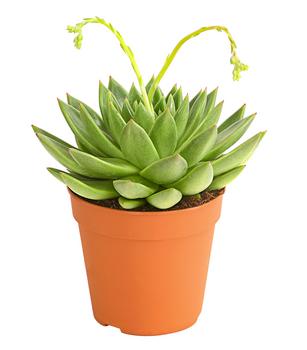 Echeverie - Echeveria agavoides