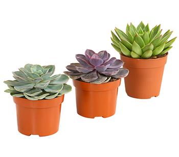 Echeverien-Set - Echeveria, verschiedene Sorten
