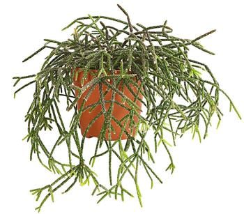 Korallenkaktus - Rhipsalis pilocarpa