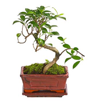 Bonsai Chinesischer Feigenbaum - Ficus retusa